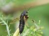 Ocypus aethiops